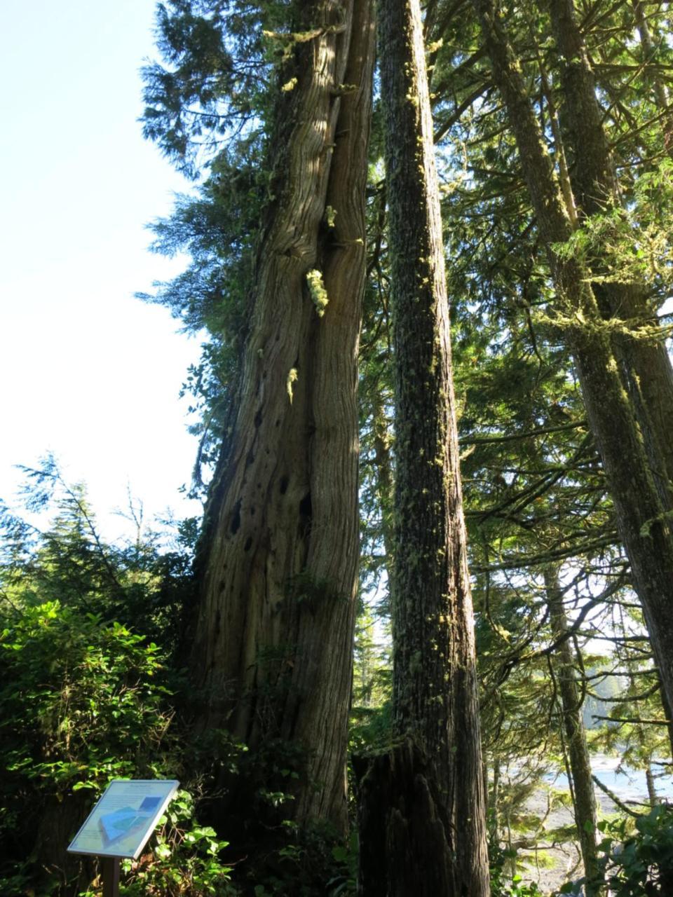 A Shack In The Woods Villa Port Renfrew Exterior photo